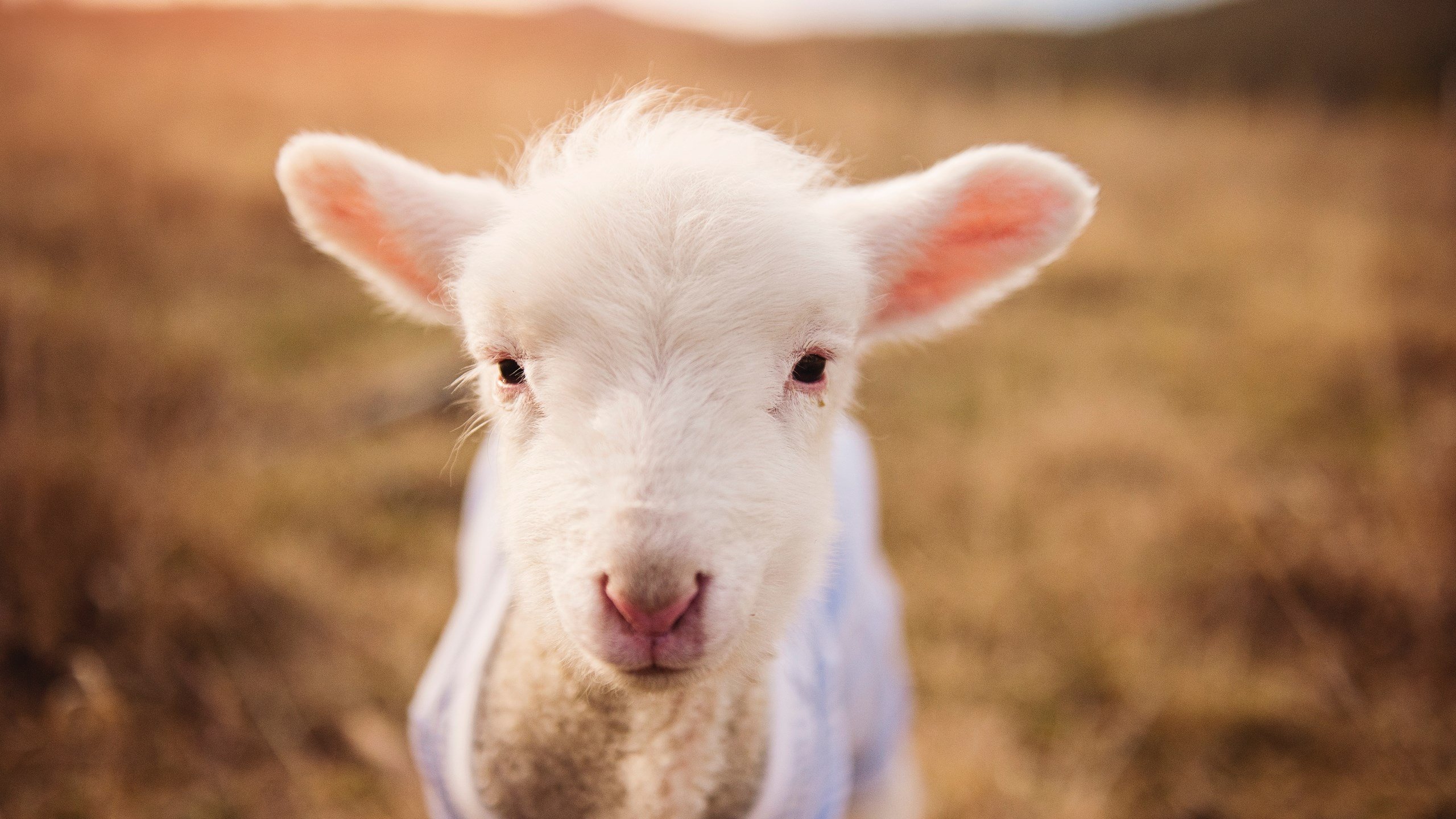 九游下载中心-“生死时速，快如闪电！”——极限救援行动内幕，极限救援真实事件还原
