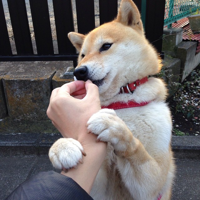 九游（jiuyou.com）游戏-“校园足球嘉年华在多个城市盛大开启，激发青少年热情”，校园足球赛赛事预告