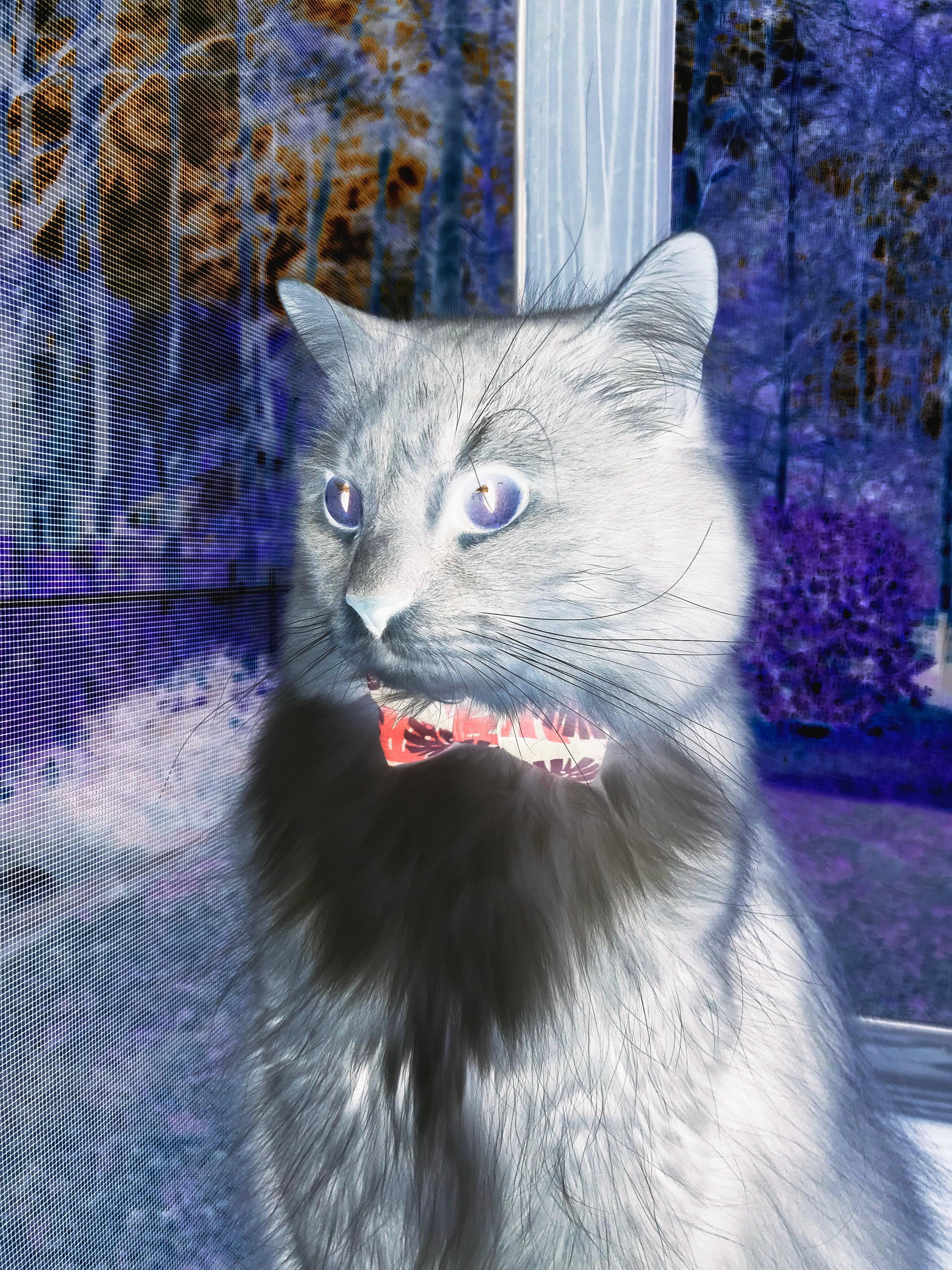 九游官网主页-德国骑手格里高利·瓦特莱特在2024年国际马术联合会障碍赛世界巡回赛中以“Maximus”马匹获得个人第五名，展现坚韧精神。