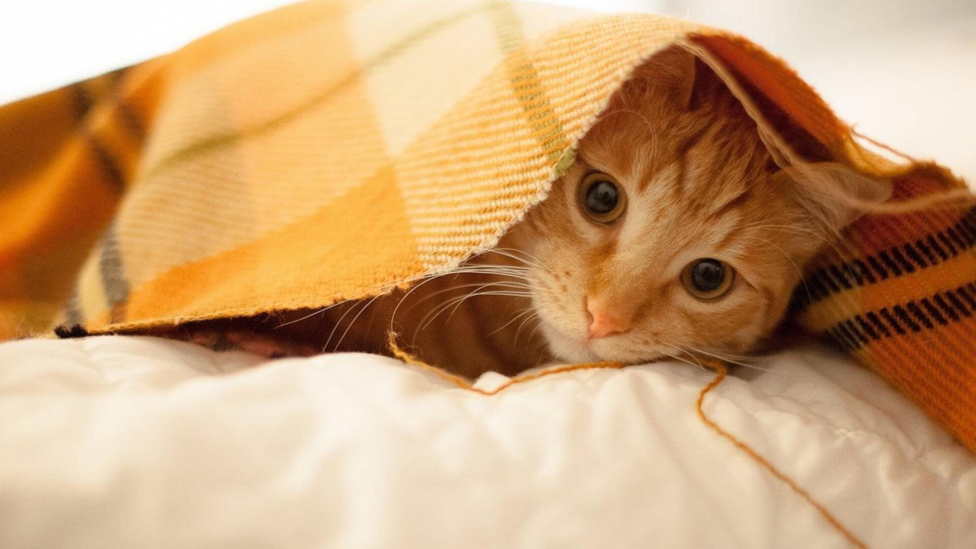 意大利柔道选手在男子比赛中获得银牌，法国柔道奥运冠军