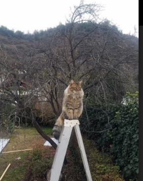 快船推出“球迷赛事数据分析大赛”，互动性大增，nba快船数据