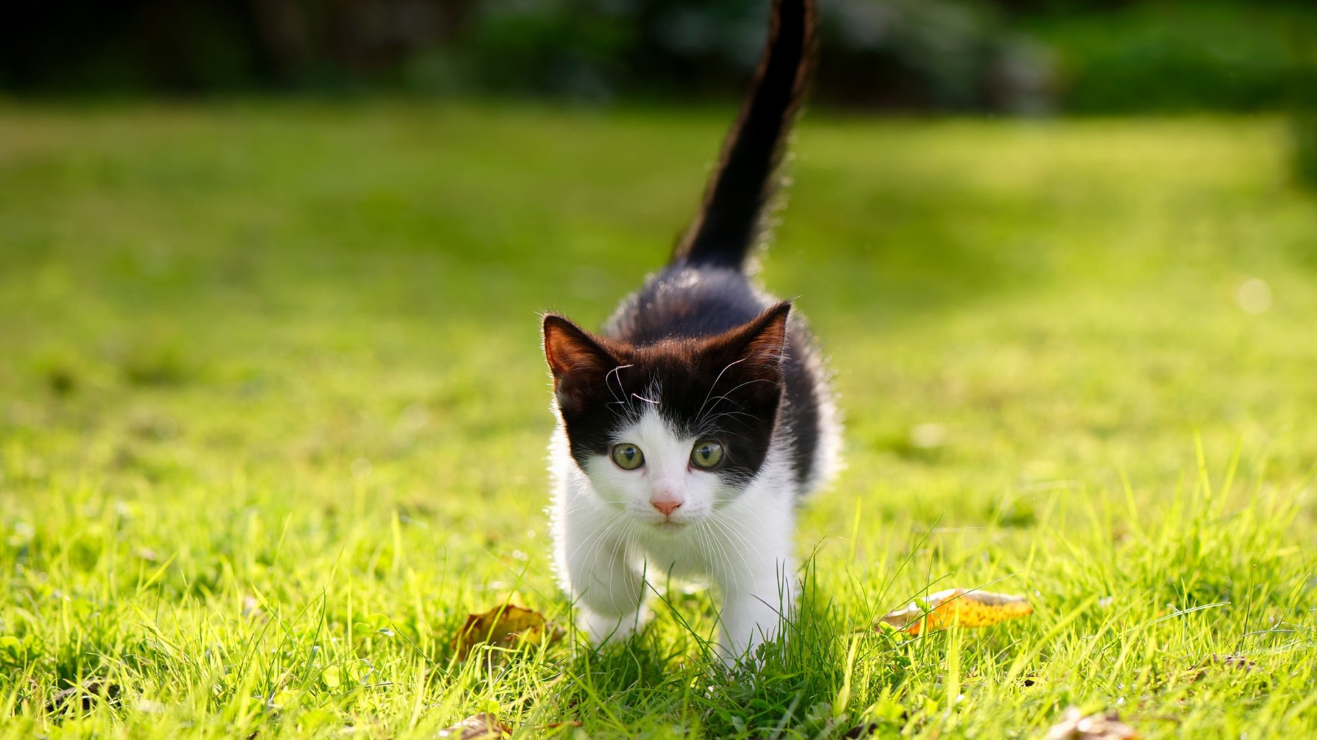 -未来科技在WRC中的应用：AI驾驶与自动控制技术，未来科技在wrc中的应用_ai驾驶与自动控制技术包括