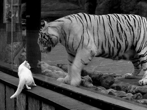 -掘金持续登顶西部主场无敌，掘金西部决赛