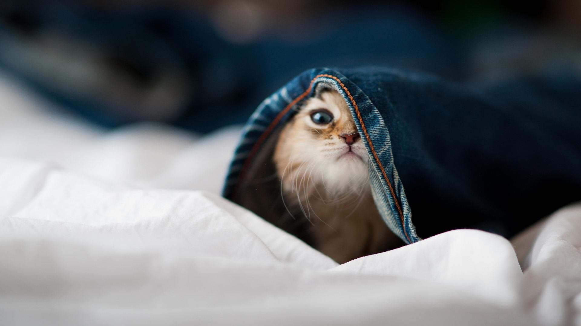 JIUYOU.COM-焦点橄榄球美式战术登陆亚洲赛场，美式橄榄球比赛视频大全集