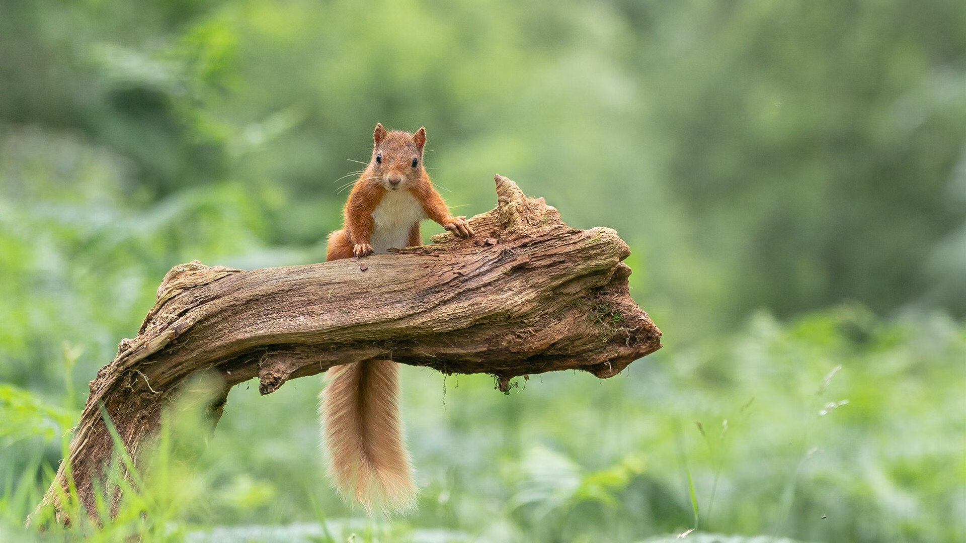线上瑜伽课程受欢迎,学员遍布全国,线上瑜伽怎么做