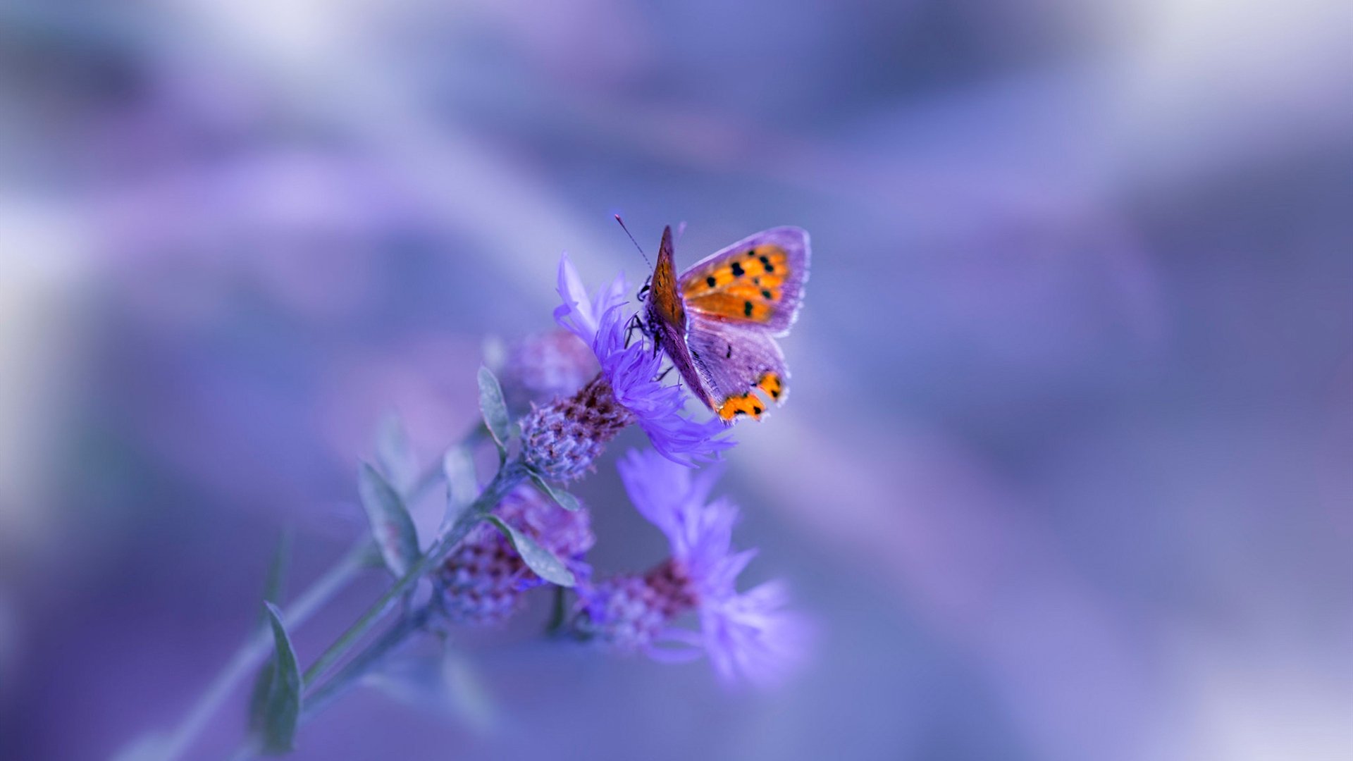 九游(jiuyou)官方网站-零勒斯特城完胜对手，信心十足迎战下一场