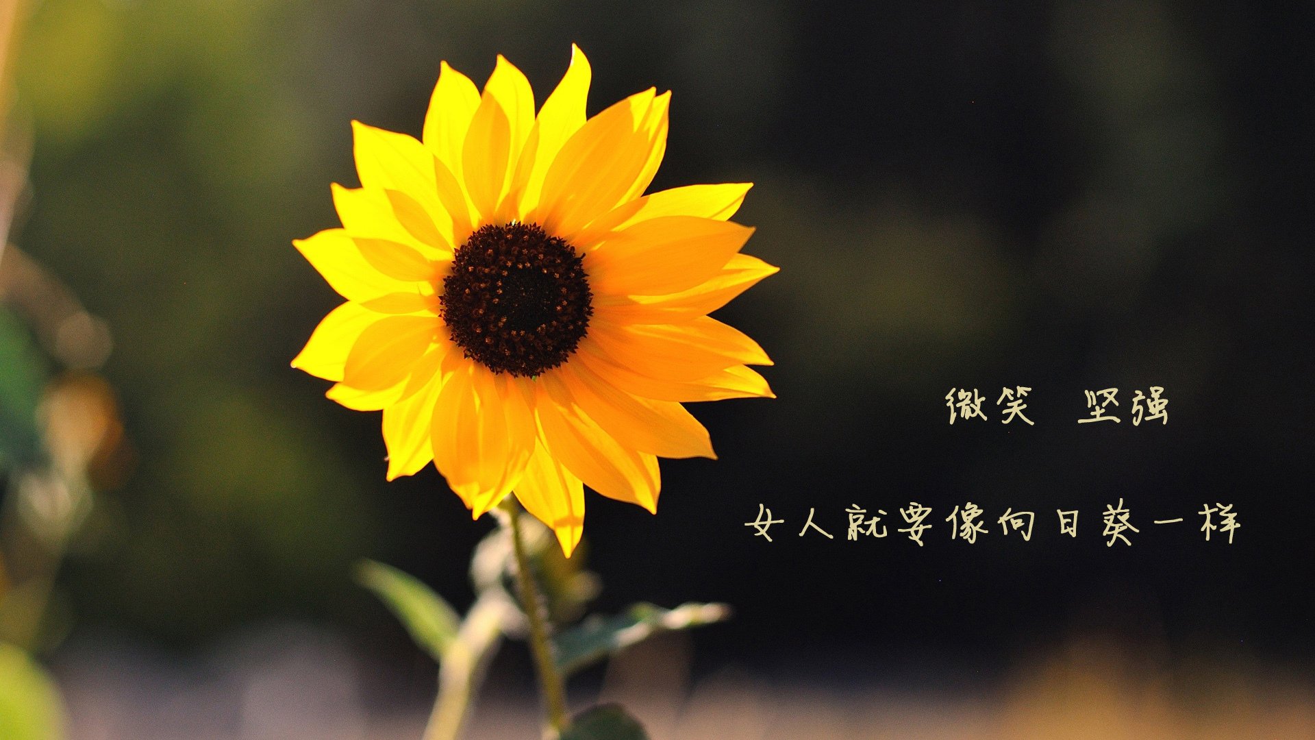 马竞中场突破射门,助球队赢得胜利,马竞中场都有谁