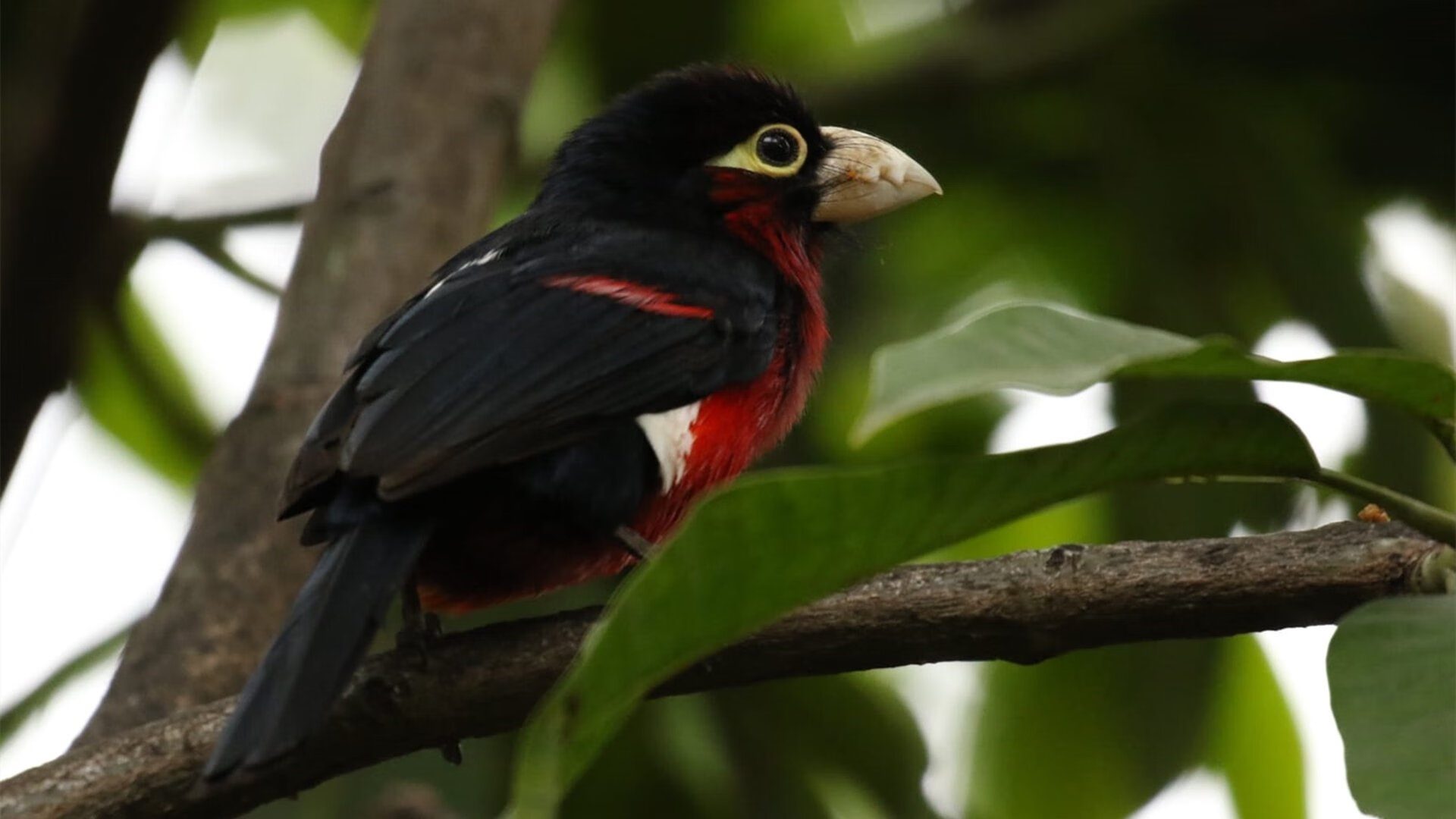 意甲青训心理评估模型对球员长期发展路径的预测，意甲青年队