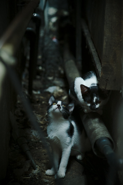 西甲裁判引导语变化对球队心理博弈的间接影响探讨,西甲裁判工资