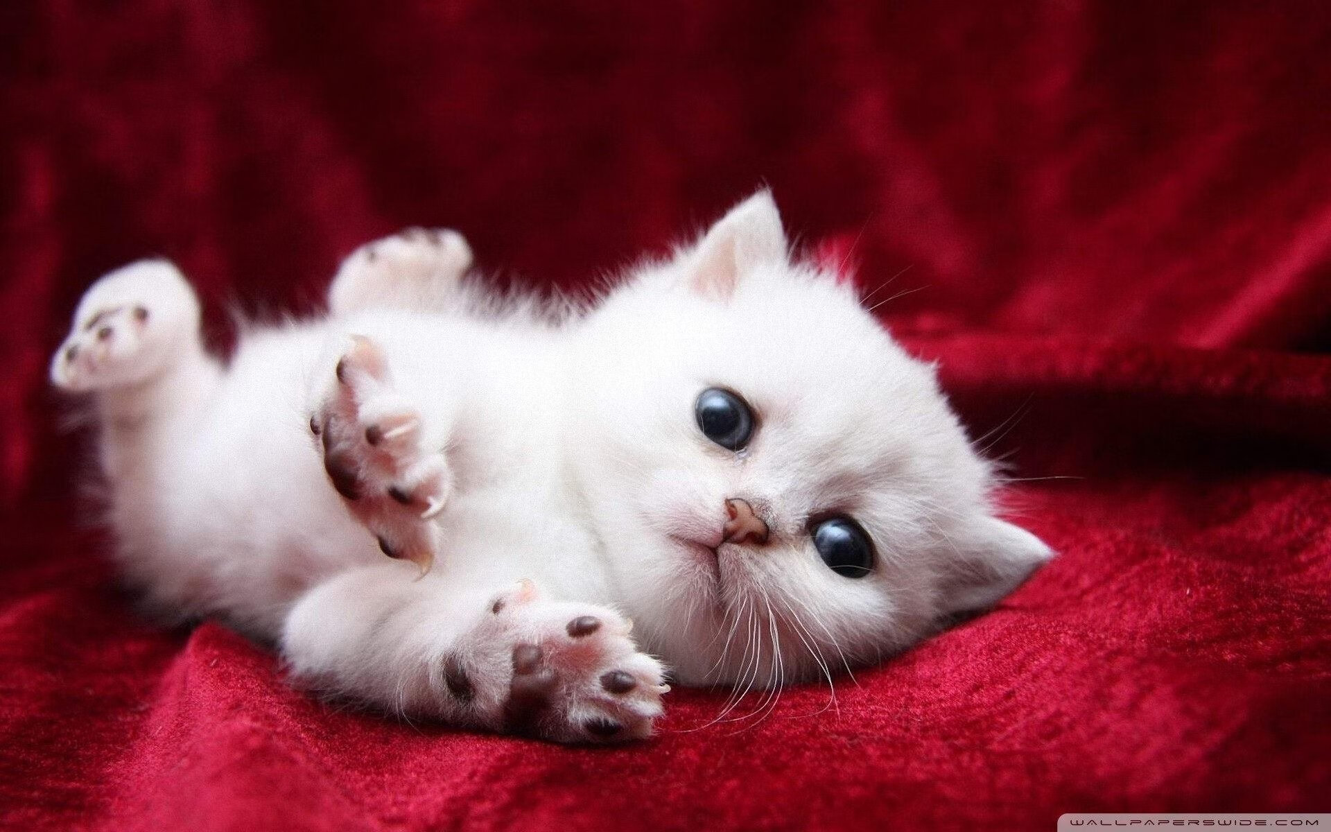 国际乒联混合团体世界杯：中国香港队的表现如何影响未来发展，香港乒乓球团体