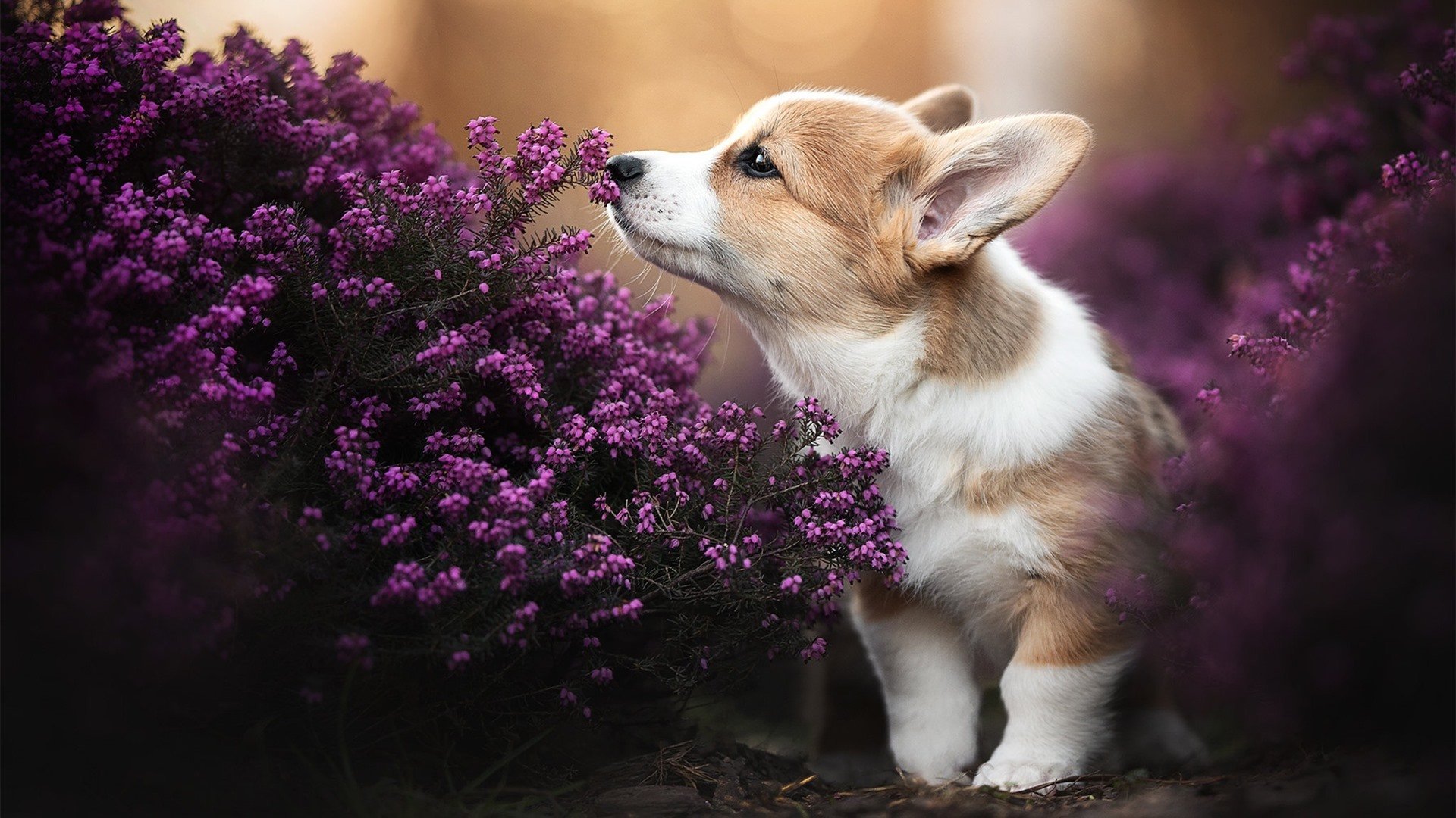 技术动作稳定性与比赛发挥关联，动作稳定性的重要性