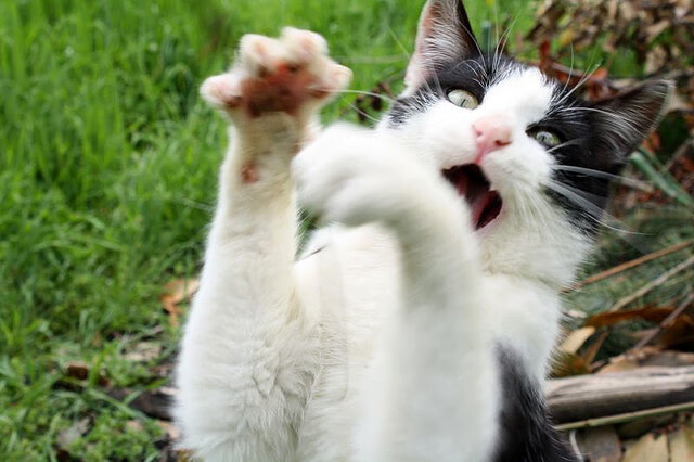 JIUYOU GAMING-美国队赛制解读：如何通过赛制提升个人与团队表现的平衡，美国队内训练赛