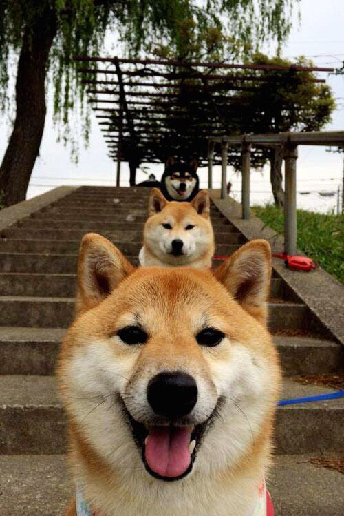 职业球员视频学习机制尚未规范，职业球员训练视频