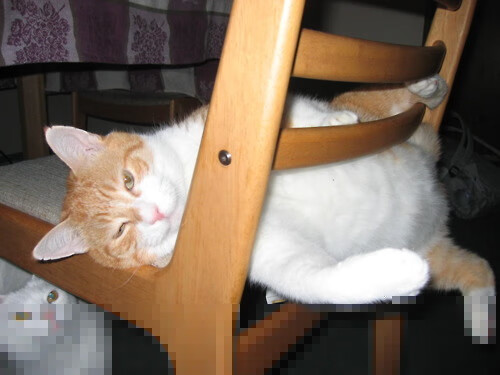 斯洛伐克男篮在关键比赛中奋勇拼搏，迈向奥运新高峰，斯洛伐克篮球厉害吗