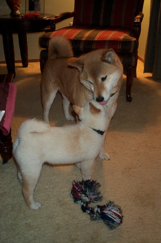 科特迪瓦男篮在非洲锦标赛中创造佳绩,体育强国再上新台阶,非洲科特迪瓦现在是什么时间