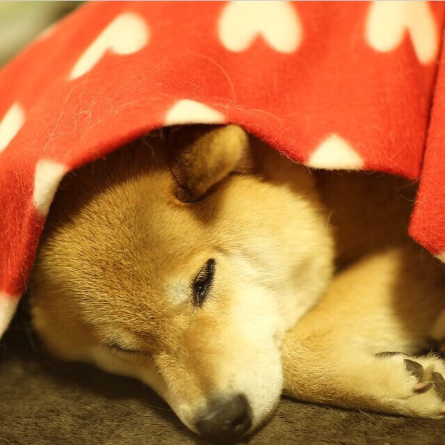 马拉维男篮在非洲锦标赛中夺冠,创历史新高