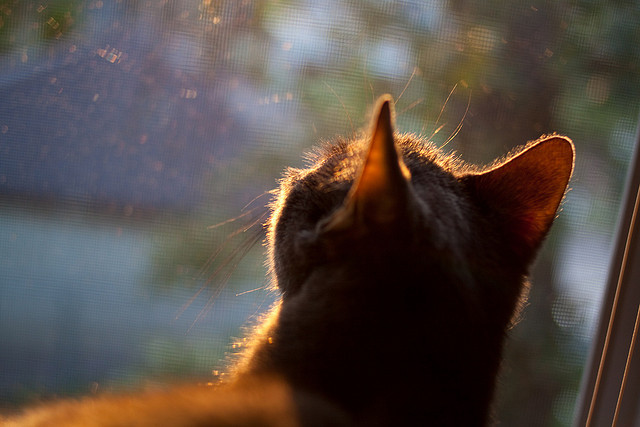 高台入水角度优化明显，水花最小，高台入水水深要求多少